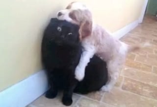 Illustration de l'article : 7 photos de chats qui ont compris qu’ils allaient devoir partager la maison avec un chiot