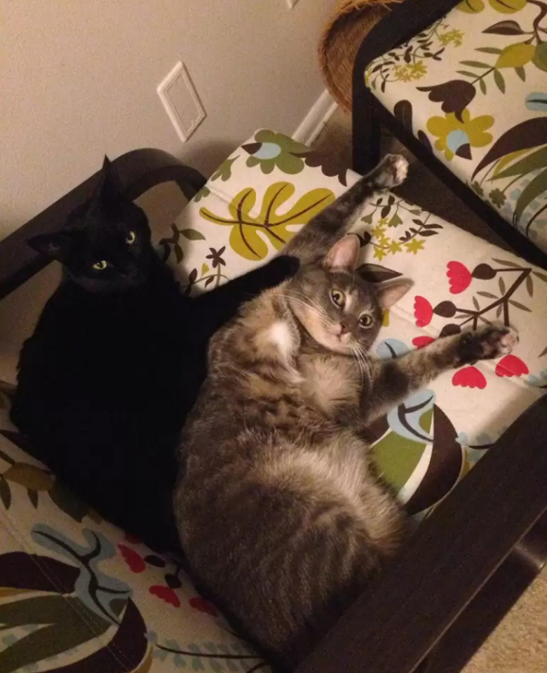 Illustration de l'article : 8 photos qui prouvent que les chats sont vraiment des êtres à part