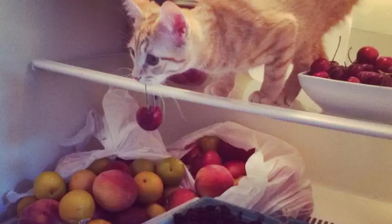 Illustration de l'article : 8 photos qui prouvent que les chats sont vraiment des êtres à part