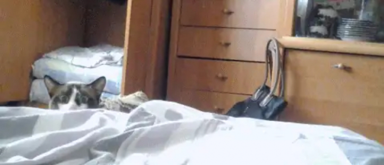 Illustration de l'article : 8 photos qui prouvent que les chats sont vraiment des êtres à part