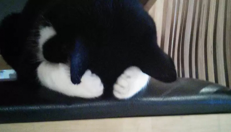 Illustration de l'article : 8 photos qui prouvent que les chats sont vraiment des êtres à part