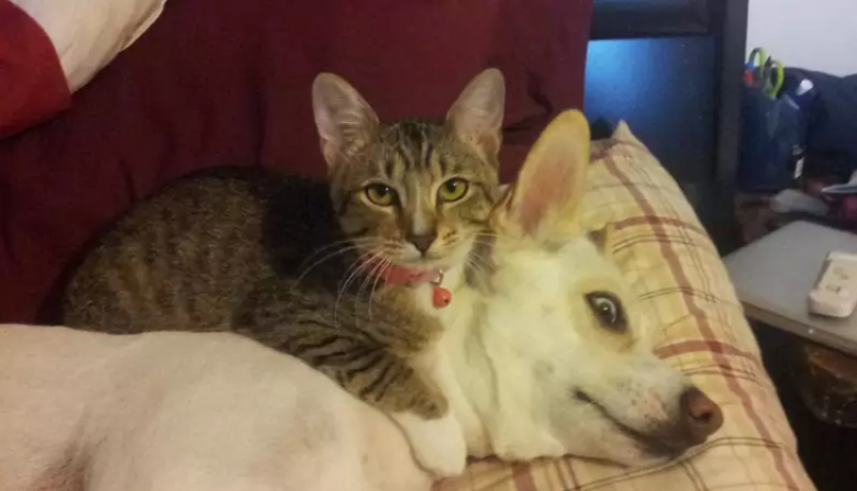 Illustration de l'article : 8 photos qui prouvent que les chats sont vraiment des êtres à part