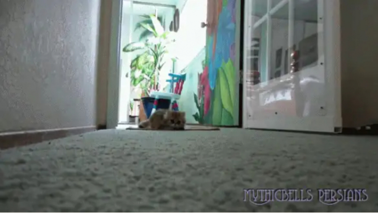 Illustration de l'article : 8 photos qui prouvent que les chats sont vraiment des êtres à part