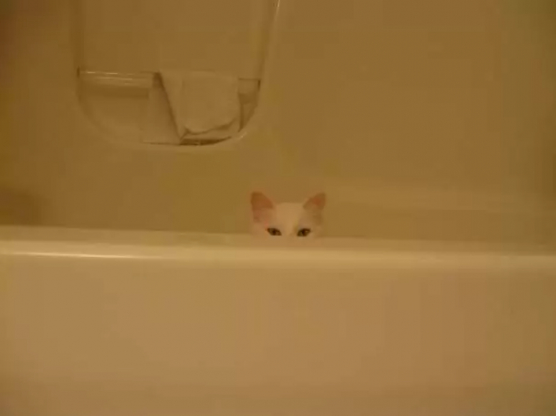 Illustration de l'article : 8 photos qui prouvent que les chats sont vraiment des êtres à part