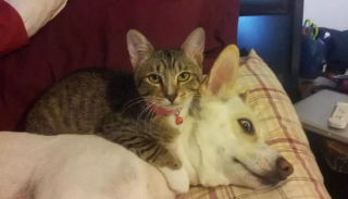 Illustration de l'article : 10 photos de chats qui ont assurément des supers pouvoirs
