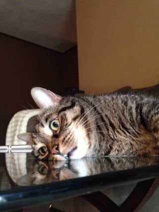 11 chats pour qui la timidité n’est pas un problème