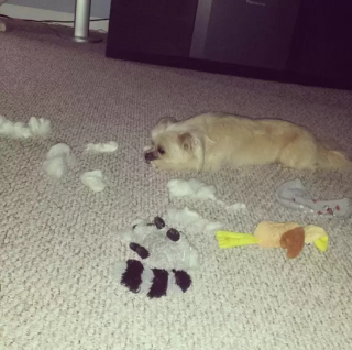 Illustration de l'article : 14 chiens qui auraient mieux fait de réfléchir avant de s’attaquer à leur doudou préféré