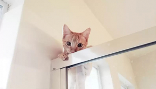 Illustration de l'article : 14 photos qui vous prouveront que les chats sont les champions de l’espionnage