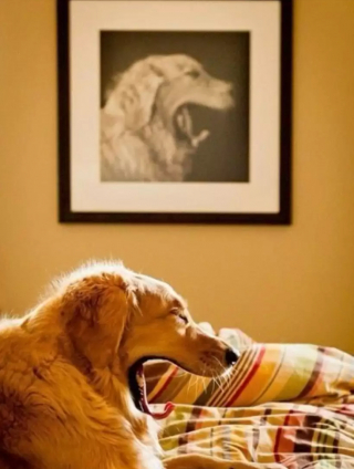 Illustration de l'article : 14 photos de chiens au timing plus que parfait