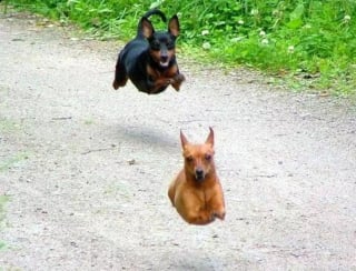 Illustration de l'article : 14 photos de chiens au timing plus que parfait