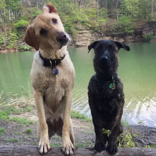 Illustration de l'article : 17 chiens qui profitent à fond des baignades de l’été
