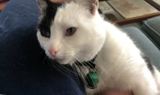 Illustration de l'article : Après une disparition de 3 longues années, une chatte âgée réapparaît mystérieusement et retrouve son foyer grâce à sa micropuce