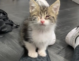 Illustration de l'article : Un chaton souffrant s'approche d'une maison et attire l'attention de la maîtresse des lieux qui passe en mode maman (vidéo)
