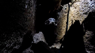 Illustration de l'article : Un sauveteur bénévole se faufile dans une étroite fissure volcanique pour sauver un chiot piégé (vidéo)