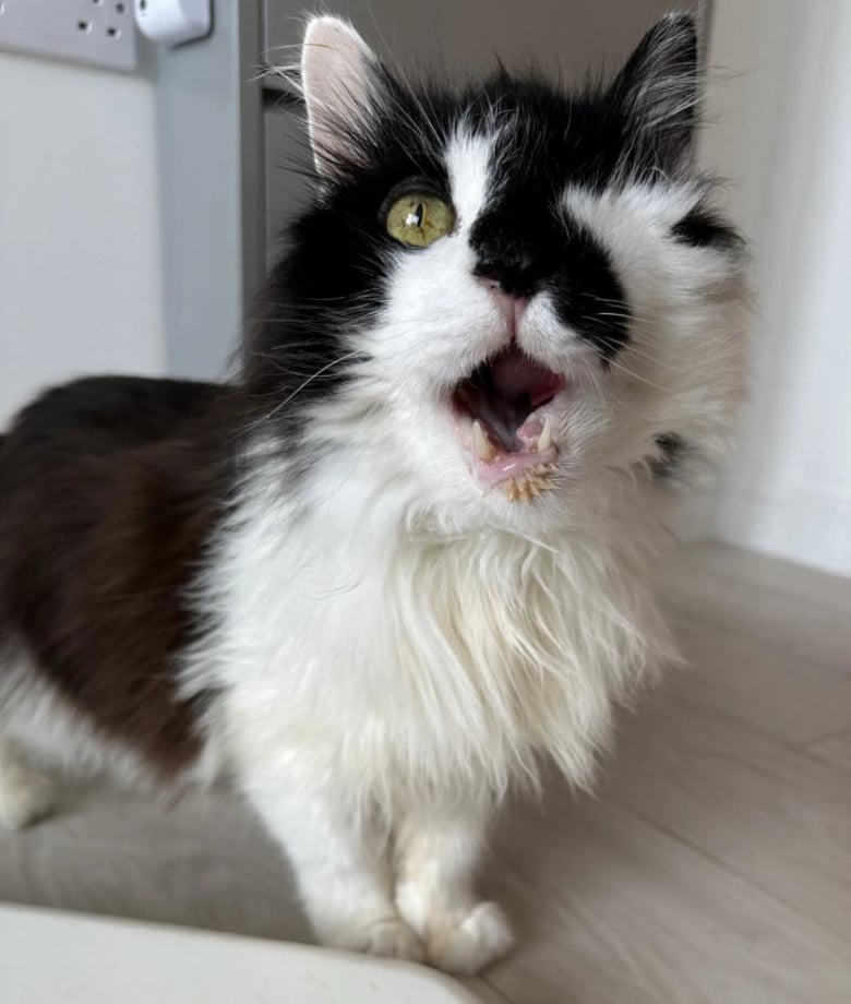 Illustration de l'article : Les bénévoles d’un refuge mettent tout en œuvre pour trouver un foyer à cet adorable chat borgne de 15 ans (vidéo)