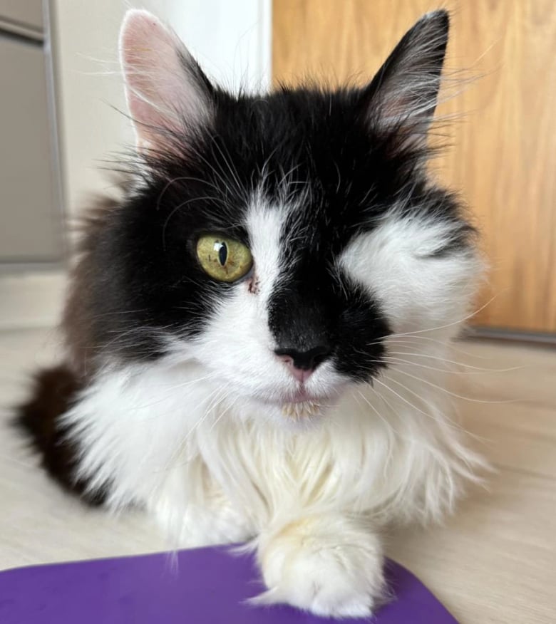 Illustration de l'article : Les bénévoles d’un refuge mettent tout en œuvre pour trouver un foyer à cet adorable chat borgne de 15 ans (vidéo)