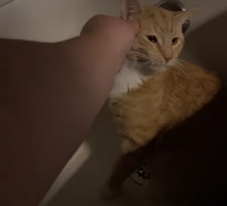 Illustration de l'article : Un chat dont la maîtresse est absente pour quelques jours se cache dans la baignoire pour exprimer son chagrin (vidéo)