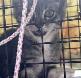 Illustration de l'article : Un chaton affamé de 9 semaines qui errait seul au milieu des pierres voit sa vie se transformer avec l'aide de belles personnes (vidéo)