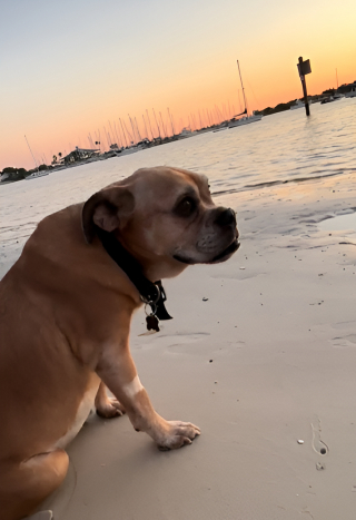 Illustration de l'article : 2 femmes tirent une grande leçon de vie en rencontrant un chien âgé sur une plage (vidéo) 