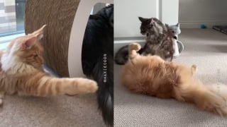Illustration de l'article : Un chat taquin continue de tourmenter sa sœur Maine Coon même en grandissant (vidéo)