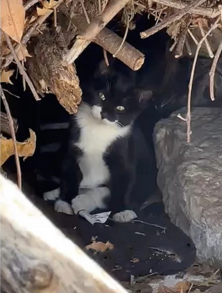 Illustration de l'article : Un chat errant caché dans un buisson se transforme en découvrant la douceur des caresses et le confort