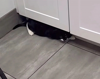 Illustration de l'article : Un chat errant caché dans un buisson se transforme en découvrant la douceur des caresses et le confort