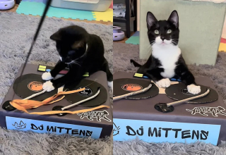 Illustration de l'article : Un chat errant caché dans un buisson se transforme en découvrant la douceur des caresses et le confort