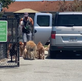 Illustration de l'article : Ce promeneur de chiens maîtrise parfaitement sa meute sans laisse (vidéo)