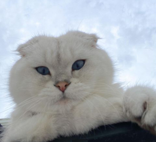 Illustration de l'article : Ce chat joue un rôle crucial au mariage de ses maîtres en apportant les alliances
