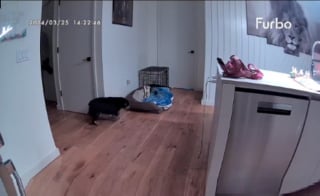 Illustration de l'article : Une chienne paresseuse tente une ruse pour échapper à sa promenade quotidienne (vidéo)