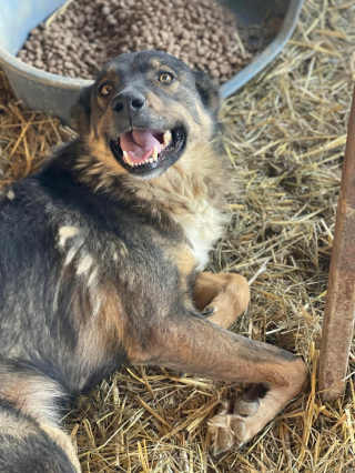 Illustration de l'article : Cette chienne en quête d'adoptants à aimer pour toujours ne peut s'empêcher de sourire à la vie, malgré son handicap (vidéo)