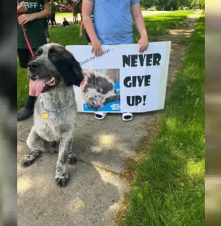 Illustration de l'article : Un chien opéré d'une patte reçoit la visite émouvante du policier ayant contribué à son sauvetage
