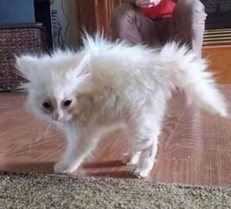 Illustration de l'article : 18 photos hilarantes qui r&eacute;sument bien &agrave; quoi ressemble le quotidien avec un chat