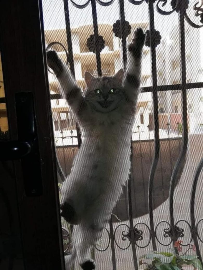 Illustration de l'article : 18 photos hilarantes qui r&eacute;sument bien &agrave; quoi ressemble le quotidien avec un chat