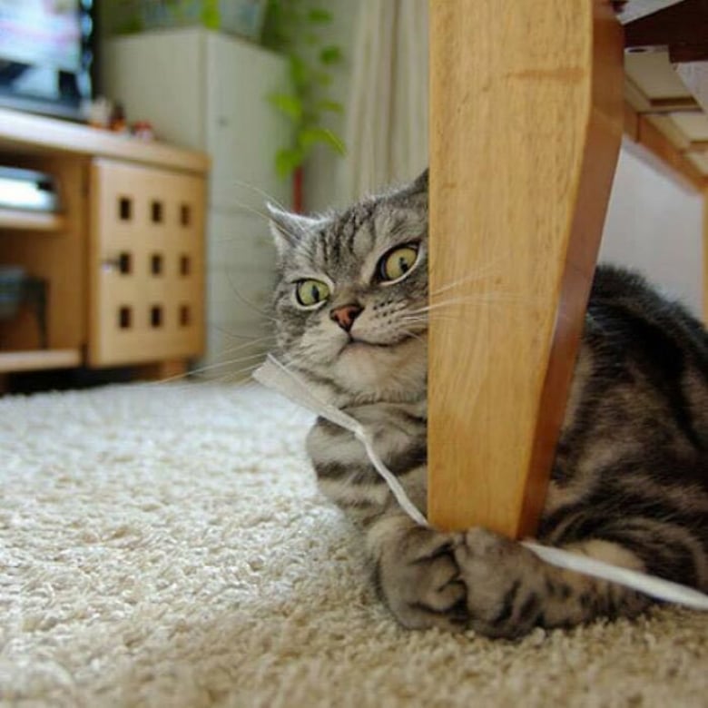 Illustration de l'article : 18 photos hilarantes qui r&eacute;sument bien &agrave; quoi ressemble le quotidien avec un chat