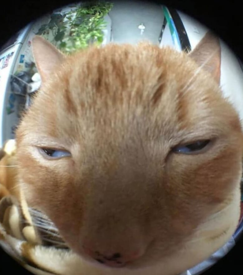 Illustration de l'article : 18 photos hilarantes qui r&eacute;sument bien &agrave; quoi ressemble le quotidien avec un chat