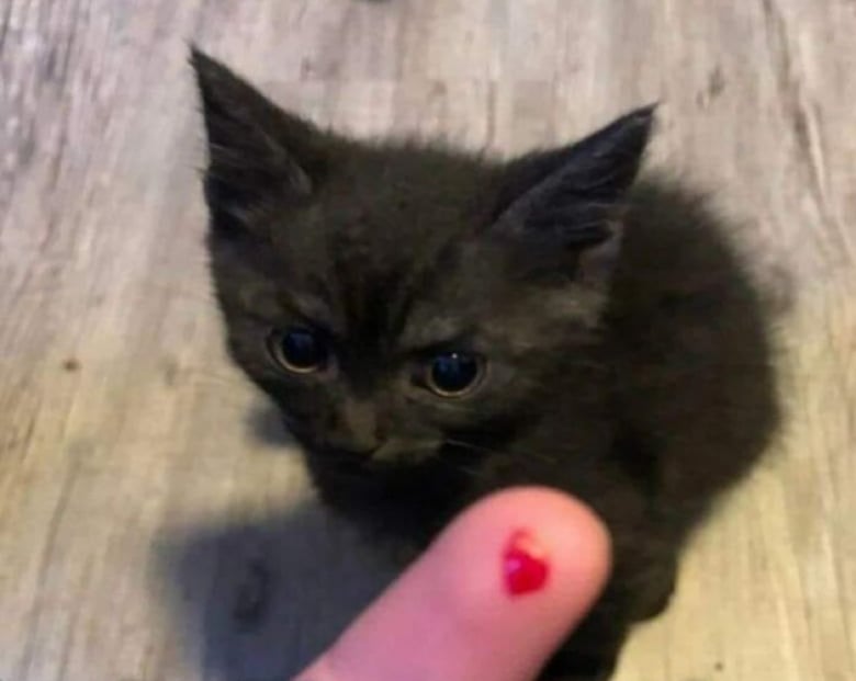 Illustration de l'article : 18 photos hilarantes qui r&eacute;sument bien &agrave; quoi ressemble le quotidien avec un chat