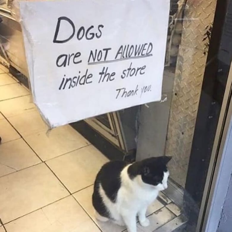 Illustration de l'article : 18 photos hilarantes qui r&eacute;sument bien &agrave; quoi ressemble le quotidien avec un chat