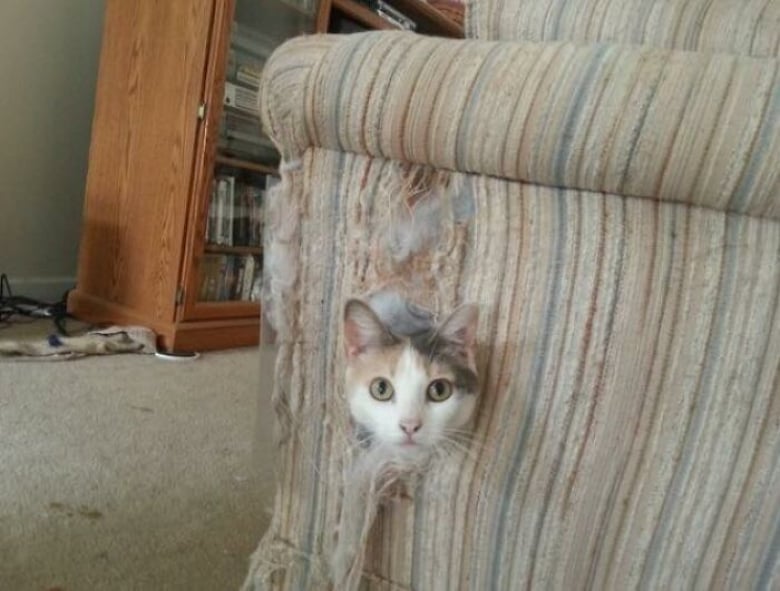 Illustration de l'article : 18 photos hilarantes qui r&eacute;sument bien &agrave; quoi ressemble le quotidien avec un chat