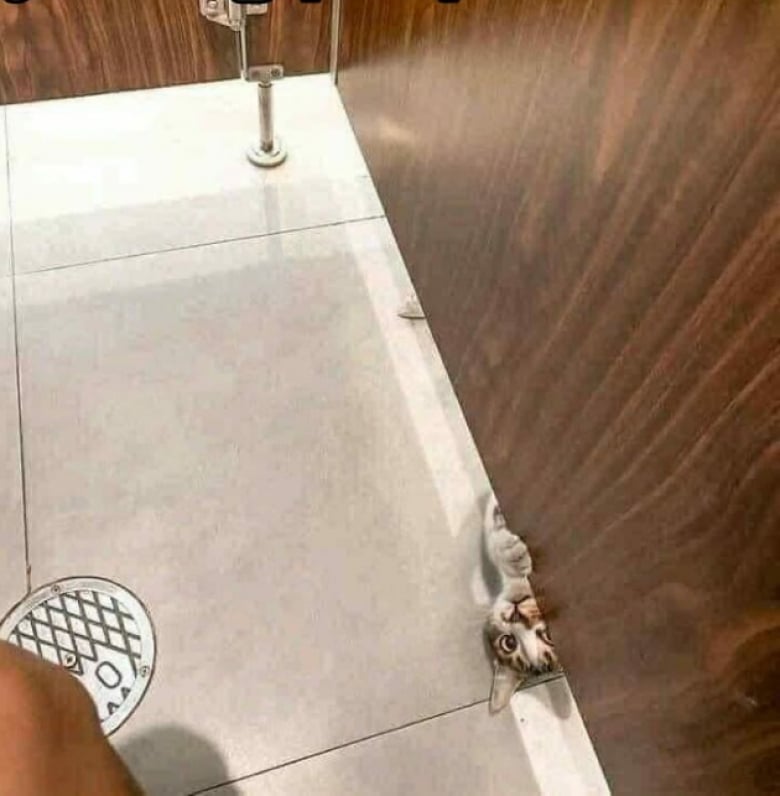 Illustration de l'article : 18 photos hilarantes qui r&eacute;sument bien &agrave; quoi ressemble le quotidien avec un chat