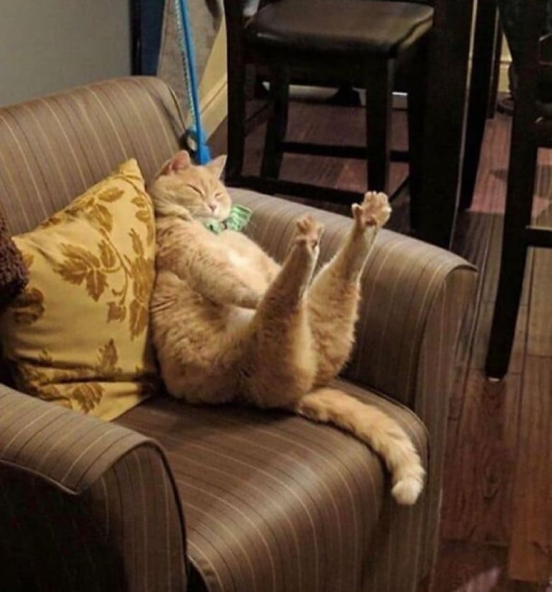 Illustration de l'article : 18 photos hilarantes qui r&eacute;sument bien &agrave; quoi ressemble le quotidien avec un chat