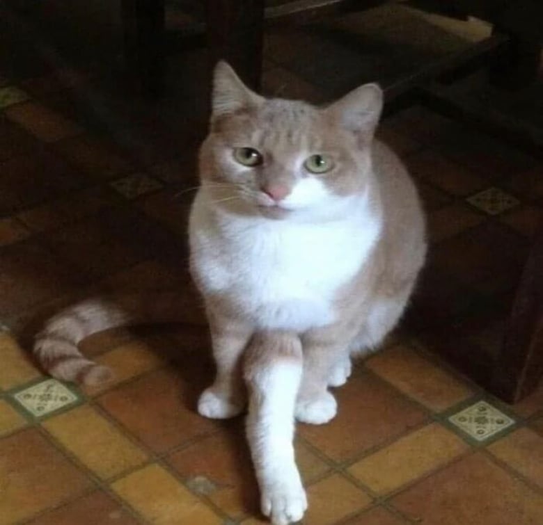 Illustration de l'article : 18 photos hilarantes qui r&eacute;sument bien &agrave; quoi ressemble le quotidien avec un chat