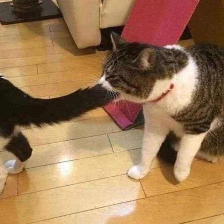 Illustration de l'article : 18 photos hilarantes qui r&eacute;sument bien &agrave; quoi ressemble le quotidien avec un chat