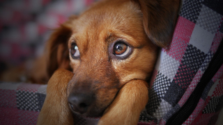 Illustration de l'article : 6 signes permettant de détecter si un chien souffre de solitude