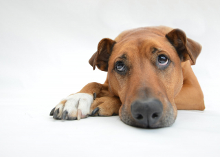 Illustration de l'article : 6 signes permettant de détecter si un chien souffre de solitude