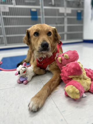 Illustration de l'article : Les chiots de Connie, la chienne découverte enfermée dans un conteneur, ont tous été adoptés