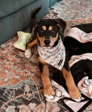Illustration de l'article : Les chiots de Connie, la chienne découverte enfermée dans un conteneur, ont tous été adoptés