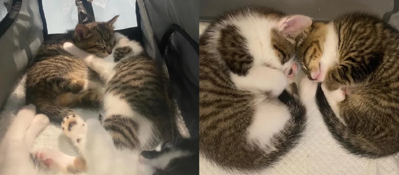 Illustration de l'article : Le sauvetage d’un chaton handicapé conduit des bénévoles à porter secours à toute sa famille en difficulté