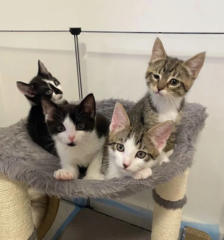 Illustration de l'article : Le sauvetage d’un chaton handicapé conduit des bénévoles à porter secours à toute sa famille en difficulté