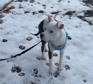 Illustration de l'article : Ce chiot Pitbull laisse exprimer son côté félin en découvrant un arbre à chat (vidéo)